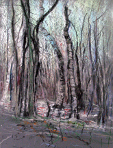 Maine Woods