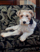 Cooper